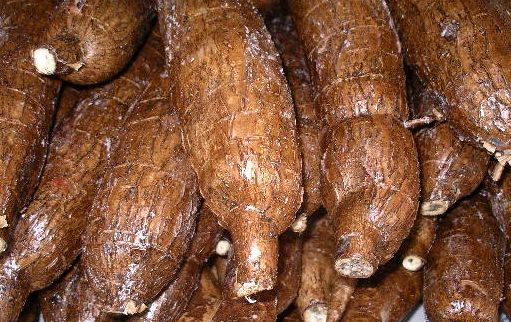 MANIOC.jpg