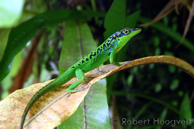 anolis.jpg