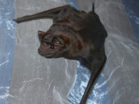 chauve%20souris%20001.jpg