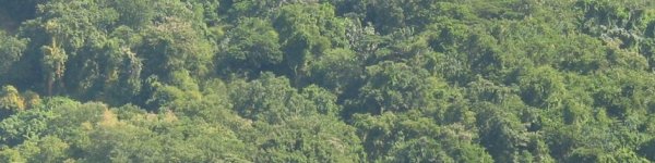 foret%20humide.jpg