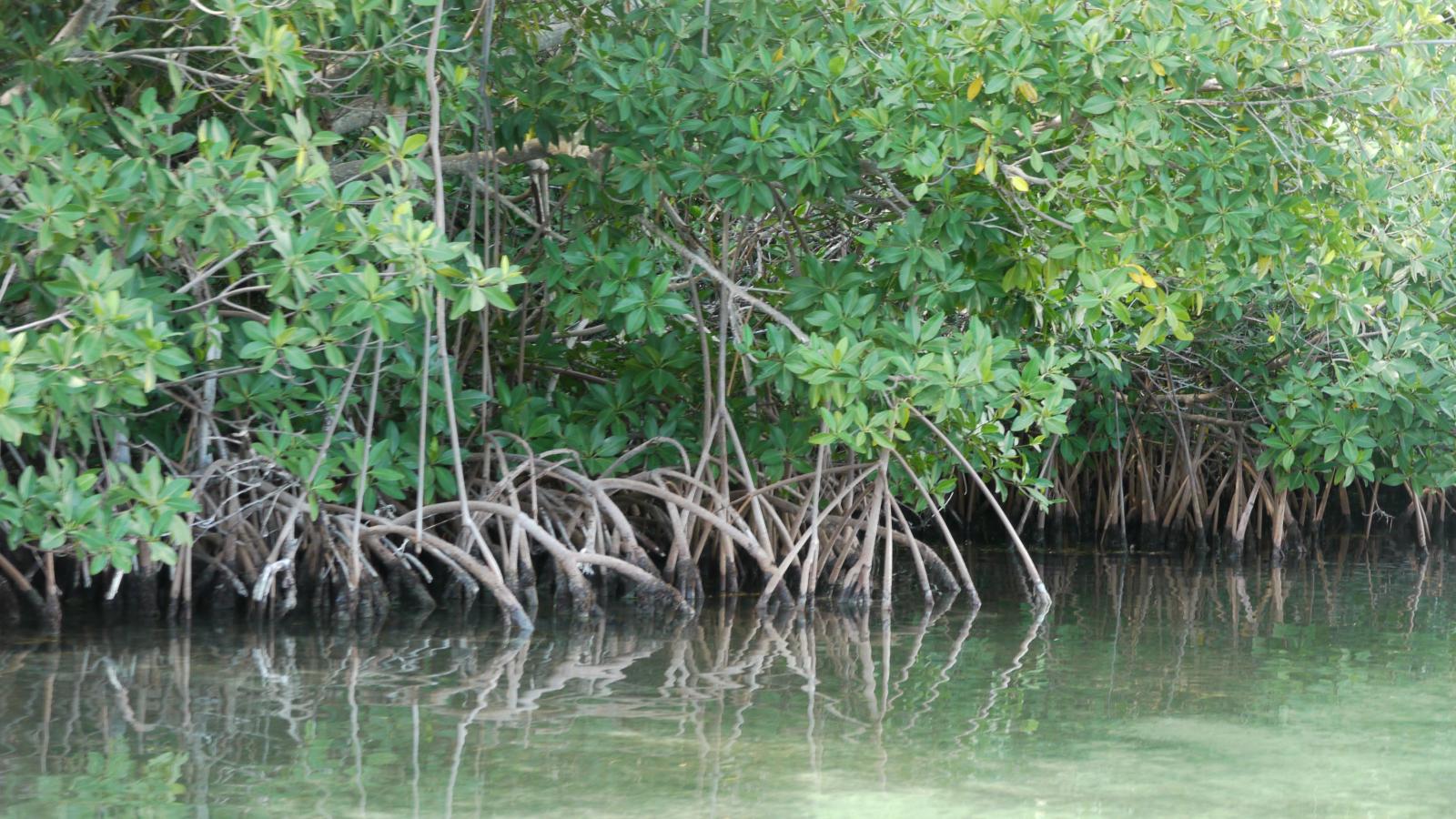 mangrove.jpg