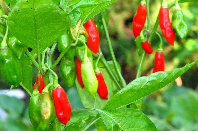 piment.jpg