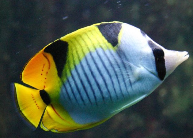 poisson-papillon-aquarium-du-grand-lyon-la-mula-15409115812.jpg