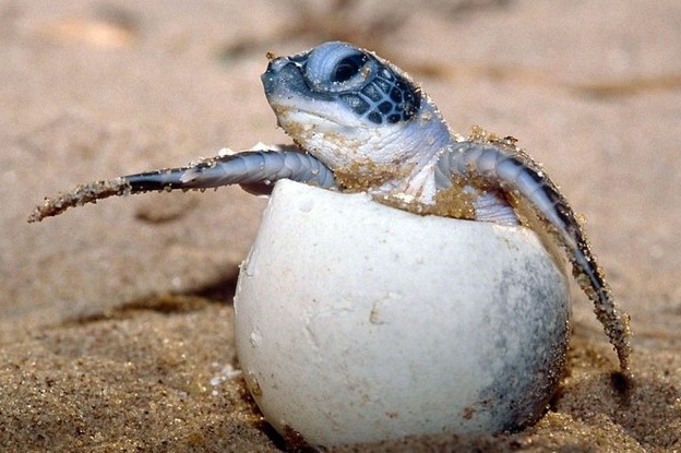 tortue-luth-bebe-1.jpg
