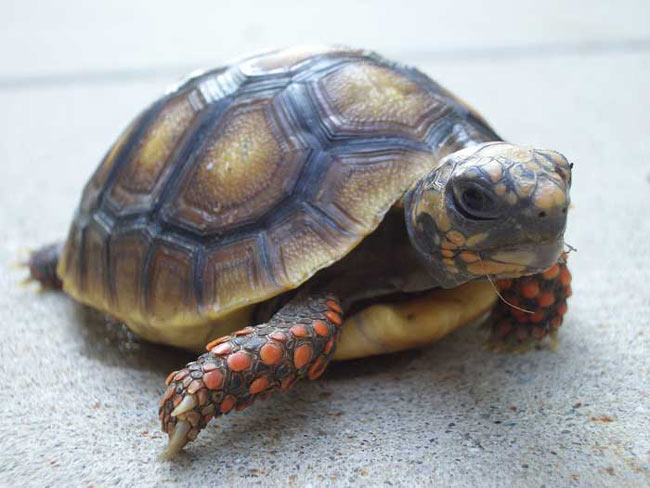 tortue_07.jpg